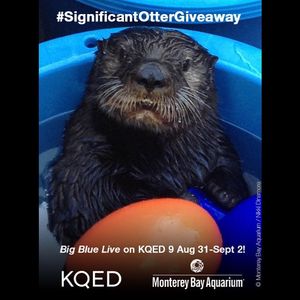 Image post by @kqed on Instagram
