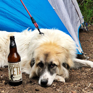 Image post by @greatdividebrew on Instagram