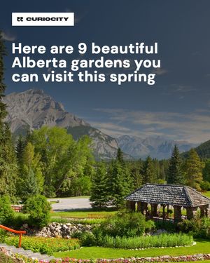 Image post by @curiocitycalgary on Instagram