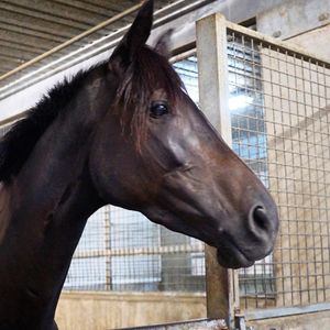 Image post by @australianturfclub on Instagram