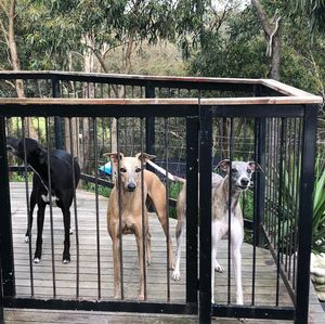 Image post by @bestforpetsmelb on Instagram