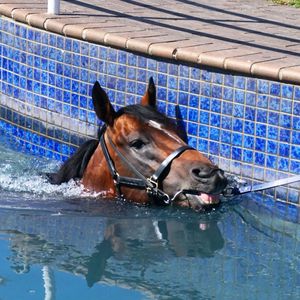 Image post by @australianturfclub on Instagram