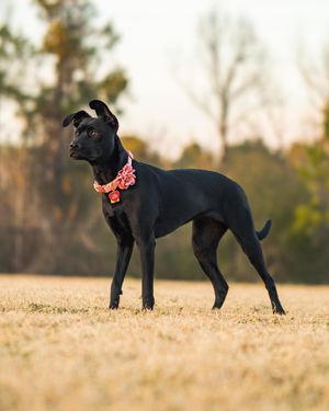 Image post by @truegoatphoto on Instagram