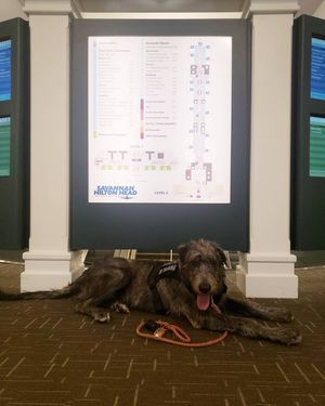 Image post by @thesavannahwolfhound on Instagram
