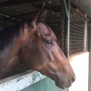 Image post by @australianturfclub on Instagram