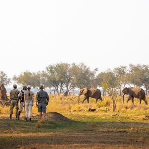 Image post by @chiawasafaris on Instagram