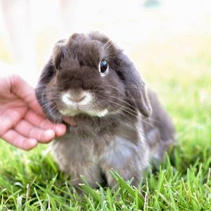 Image post by @animalplanet on Instagram