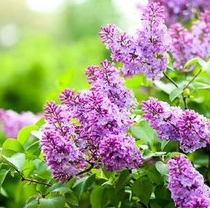 Image post by @alderwoodlandscaping on Instagram