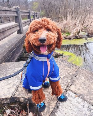 Image post by @petco on Instagram