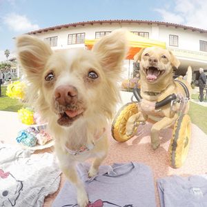 Image post by @animalplanet on Instagram