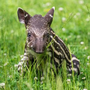 Image post by @animalplanet on Instagram