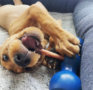 Image post by @bowwowlabs on Instagram