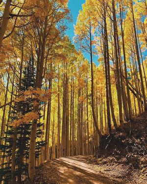 Image post by @nauflagstaff on Instagram