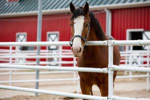Image post by @WarmSpringsRanch on Facebook