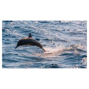 Image post by @truegoatphoto on Instagram