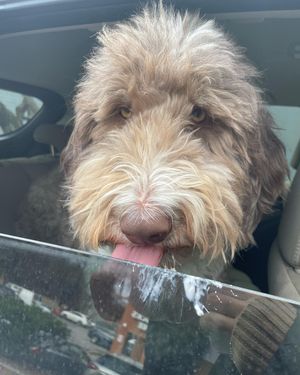 Image post by @floofy.coopy.doodle on Instagram