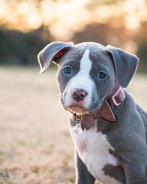 Image post by @truegoatphoto on Instagram