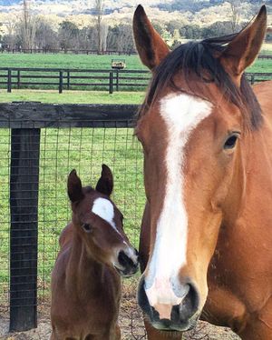 Image post by @australianturfclub on Instagram