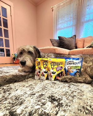 Image post by @thesavannahwolfhound on Instagram