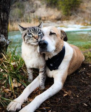 Image post by @animalplanet on Instagram