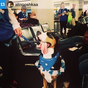 Image post by @united on Instagram