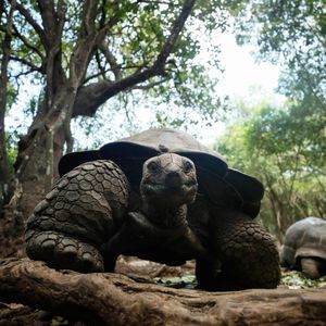 Image post by @animalplanet on Instagram