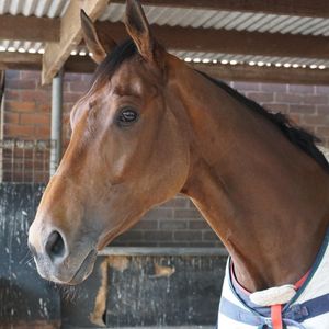 Image post by @australianturfclub on Instagram