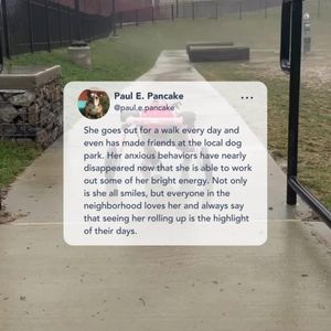 Image post by @walkinpets on Instagram