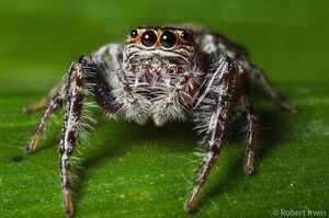 Image post by @animalplanet on Instagram