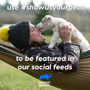 Image post by @animalplanet on Instagram