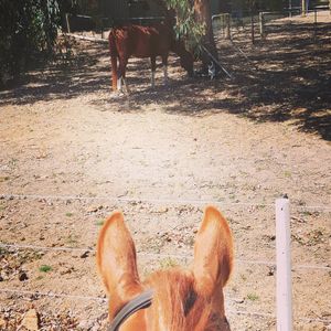 Image post by @equine_entrepreneurs_ on Instagram