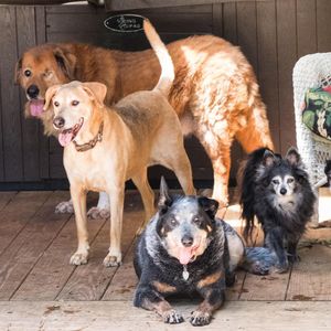 Image post by @animalplanet on Instagram