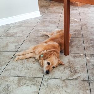 Image post by @spokhumanesoc on Instagram