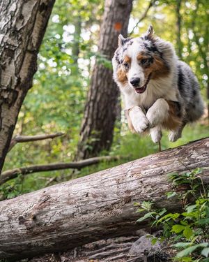 Image post by @evolvepetfood on Instagram