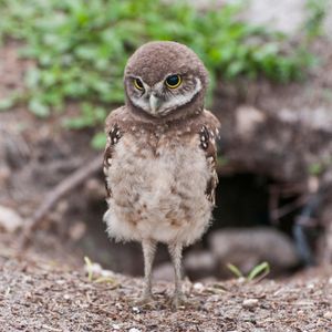 Image post by @animalplanet on Instagram