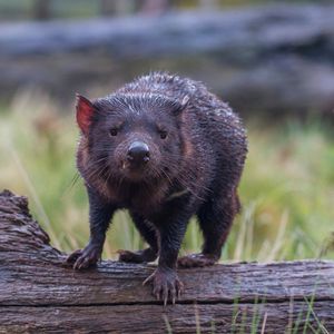 Image post by @animalplanet on Instagram