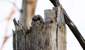 Image post by @misenbarger_photography on Instagram