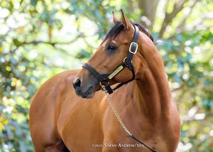 Image post by @thoroughbred_daily_news on Instagram