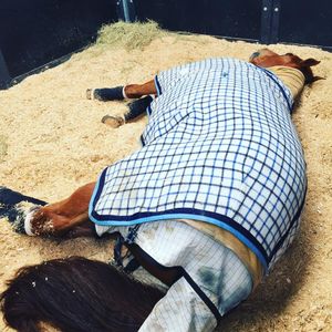 Image post by @snaffle_it on Instagram