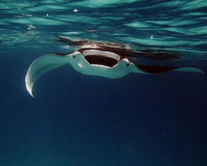 Image post by @animalplanet on Instagram