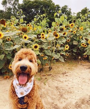 Image post by @evolvepetfood on Instagram