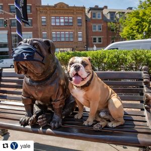 Image post by @yaleswimdive on Instagram