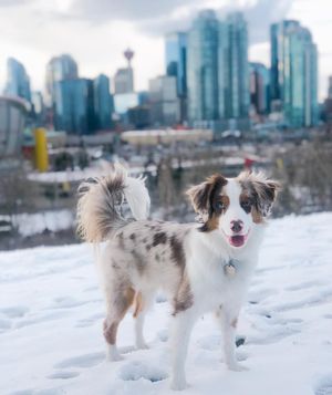 Image post by @cityofcalgary on Instagram