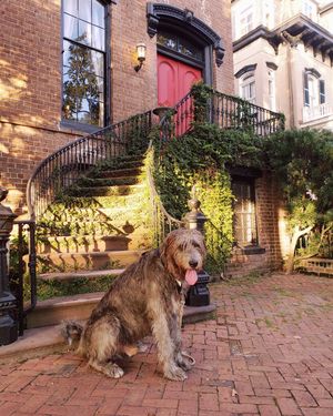 Image post by @thesavannahwolfhound on Instagram