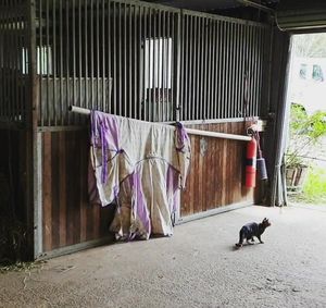 Video post by @performancesaddlefitssouthernsydney on Facebook