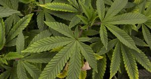 Image post by @collegeavemag on Instagram