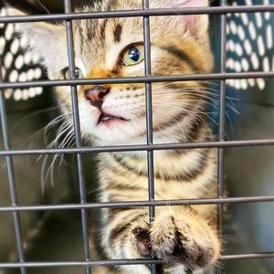 Image post by @spokhumanesoc on Instagram