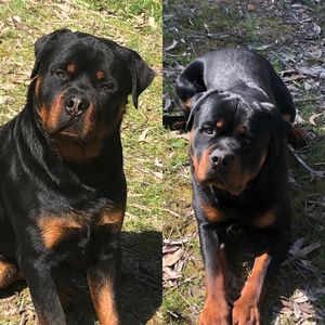 Image post by @bestforpetsmelb on Instagram
