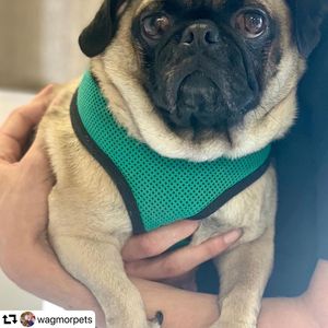 Image post by @ellendegeneres on Instagram