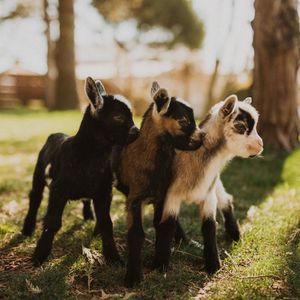 Image post by @tourismabbotsford on Instagram